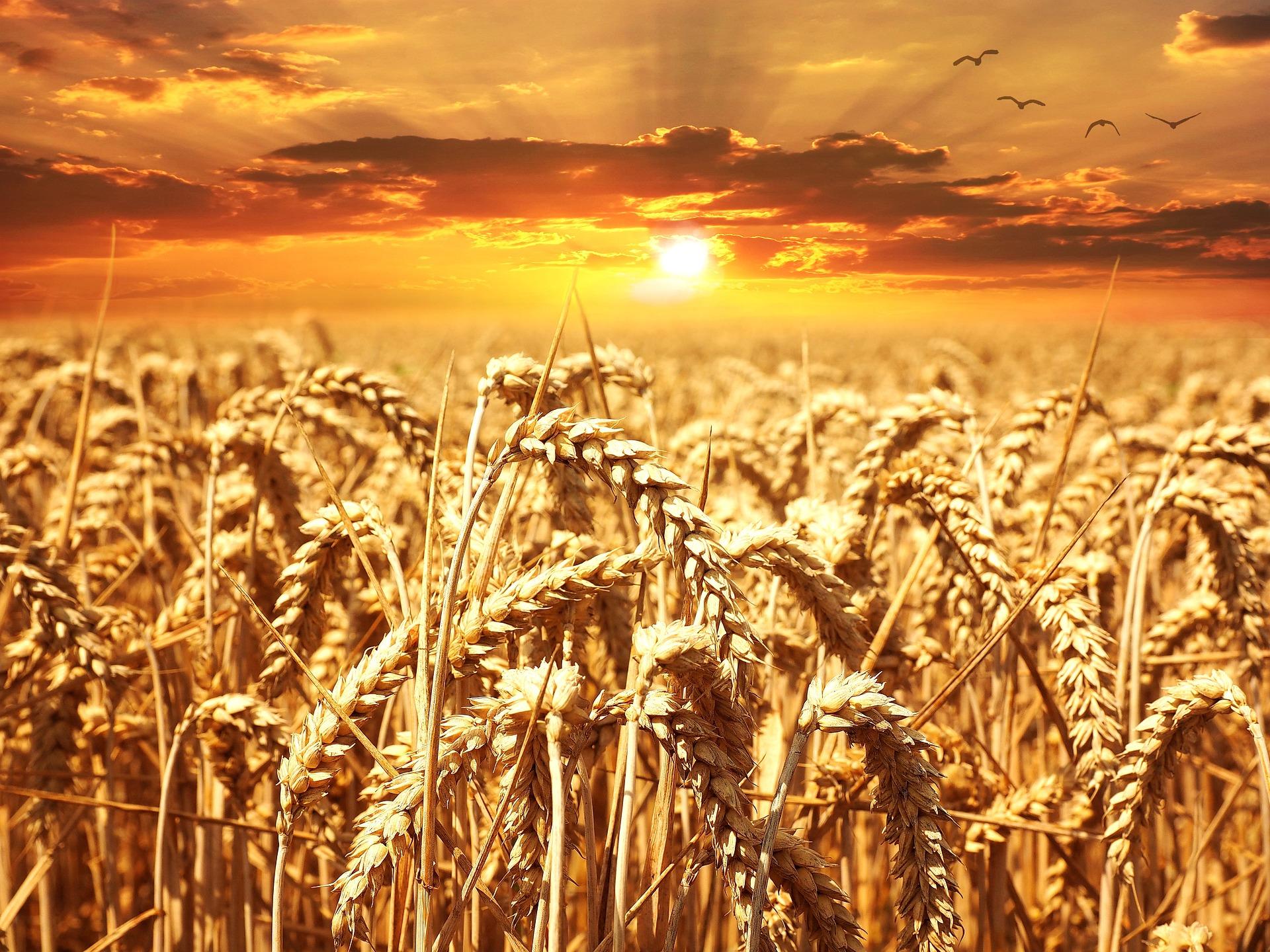 Barley dream meaning