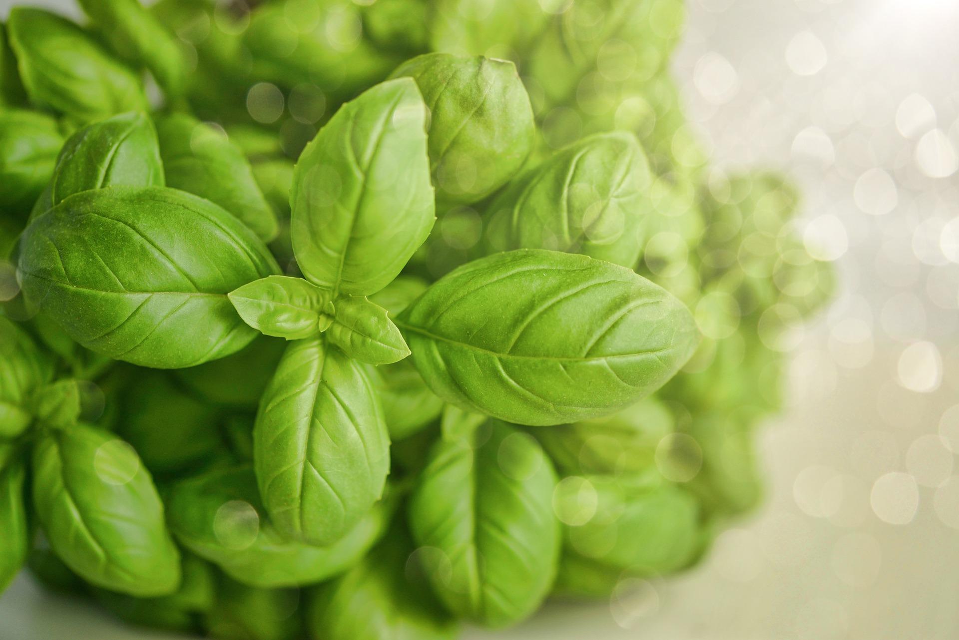 Basil Dream Meaning