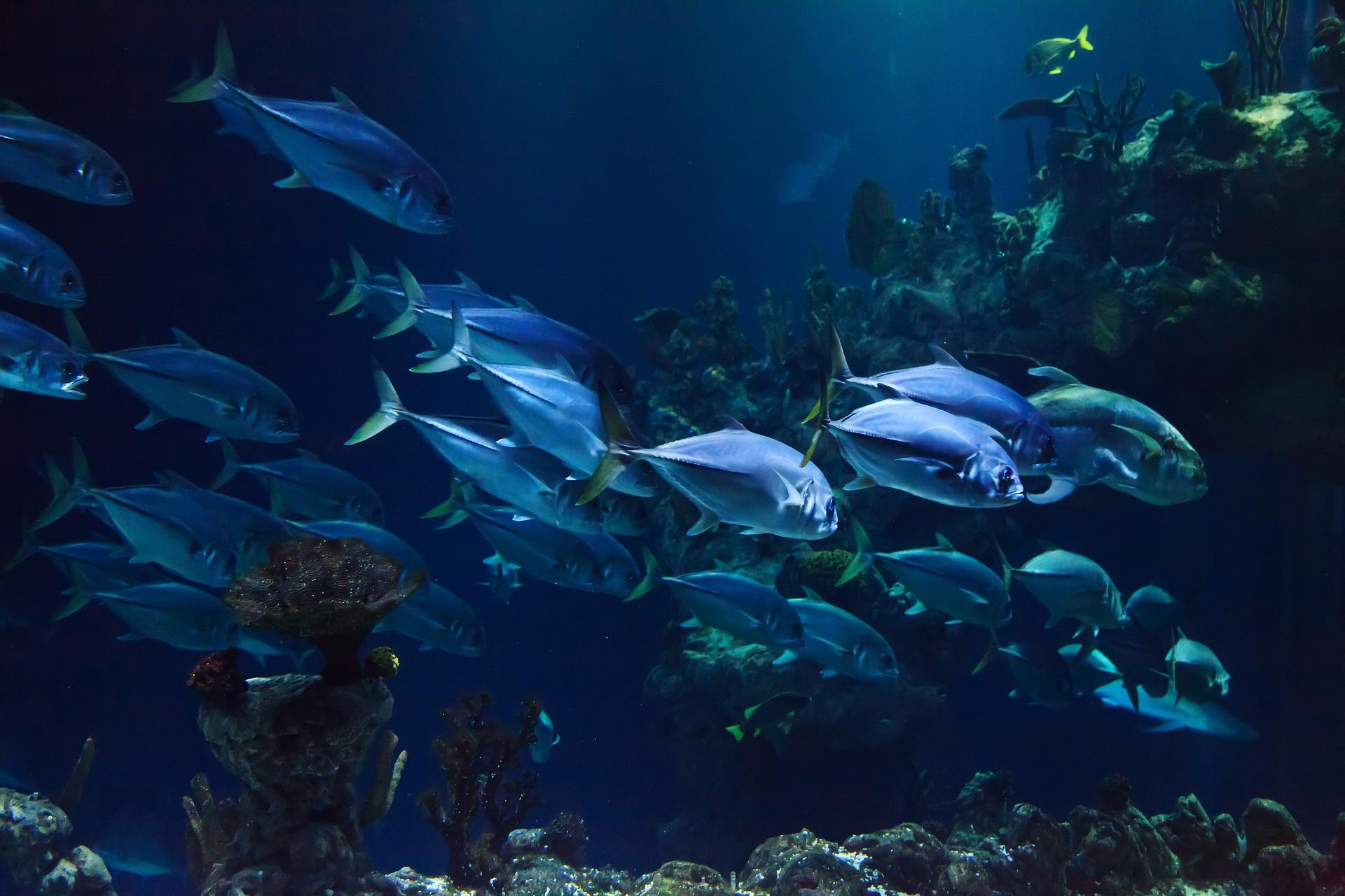 Dream About Aquarium Meaning
