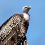 Vulture Dream Meaning