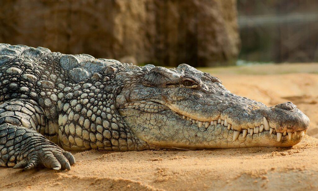 biblical dream meaning of crocodile