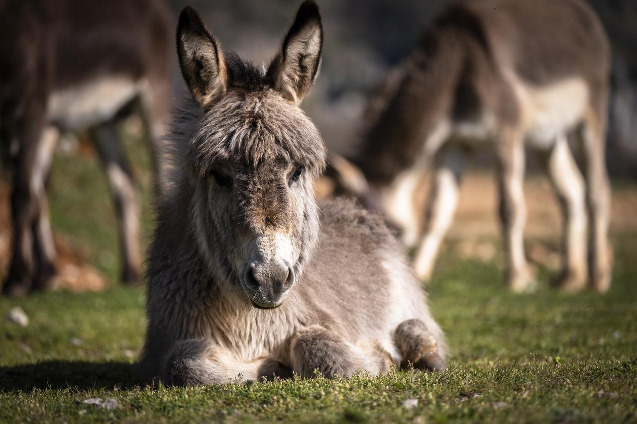 Donkey Dream Meaning