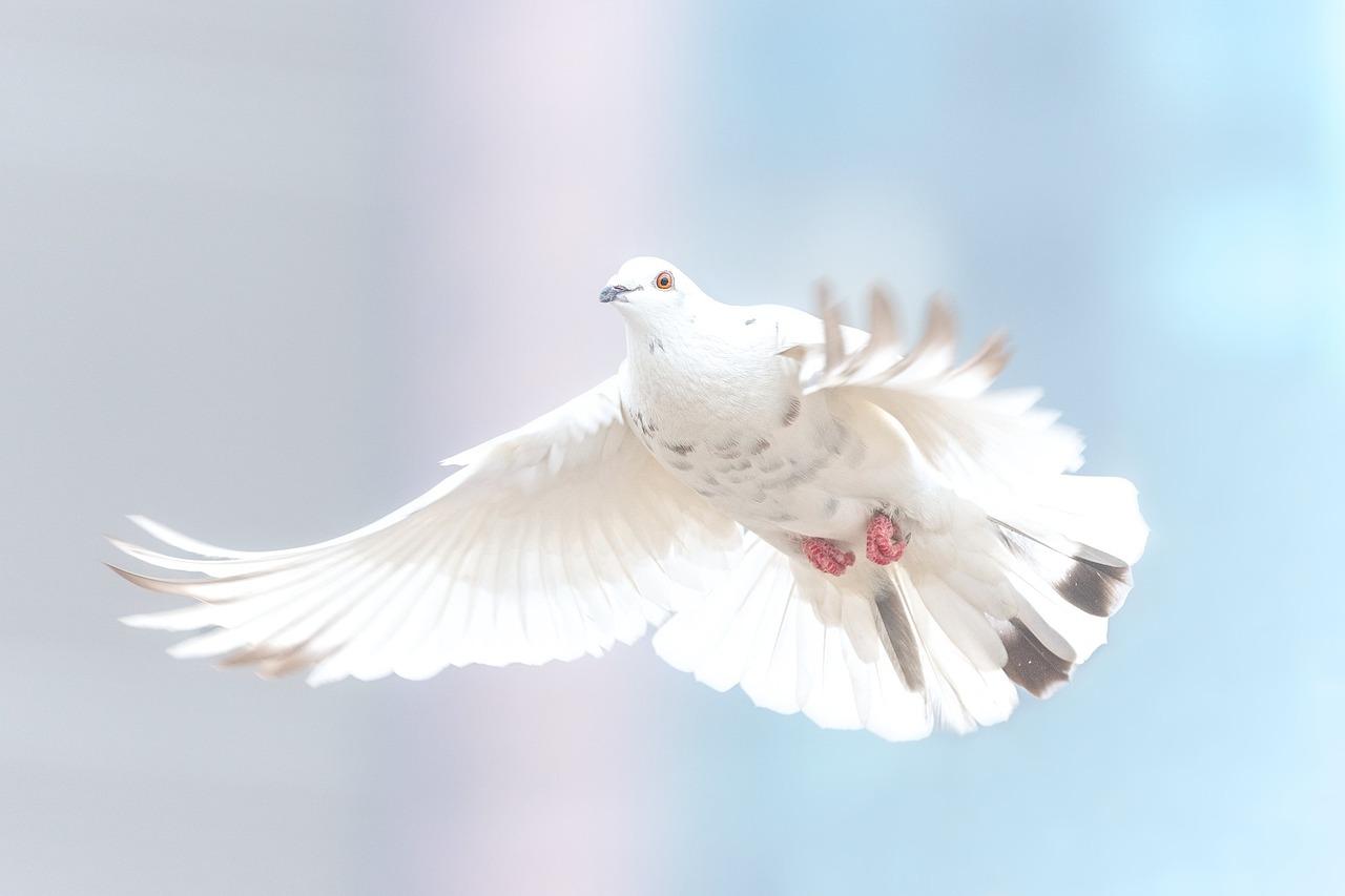 Dove Dreams Meaning
