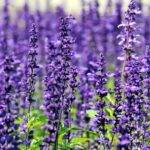 Lavender Dream Meaning Biblical Message & Interpretation