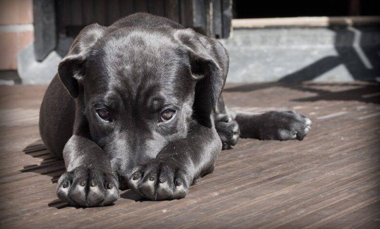 Do Dogs Dream Mystery of Canine Sleep